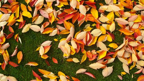 2560x1440 2560x1440 Leaves Field Outdoors Leafe Png Images Fall