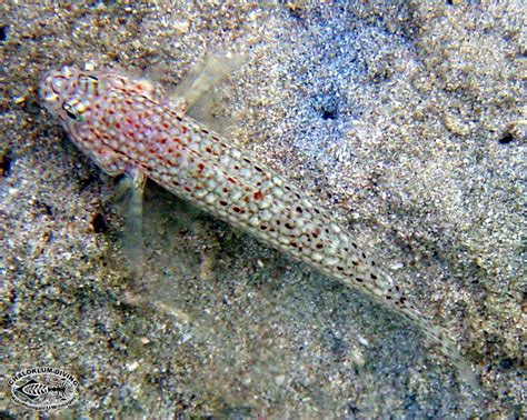 Decorated Goby Istigobius Decoratus Chaloklum Diving Koh Phangan