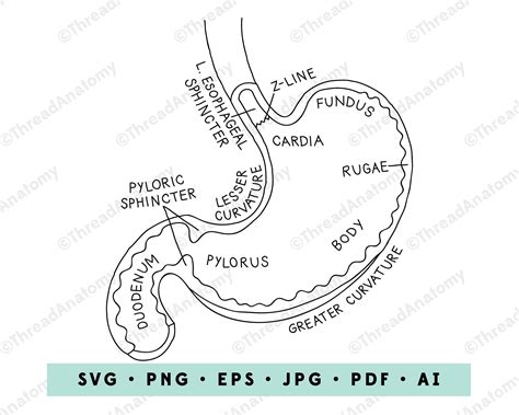 Stomach SVG Stomach Anatomy Clipart Stomach Clip Art - Etsy Ireland