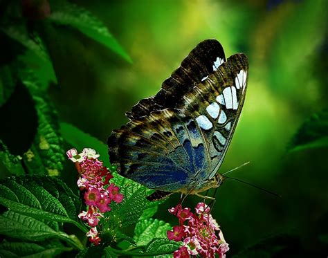 Wallpaper Animals Flowers Nature Wings Butterfly Insect