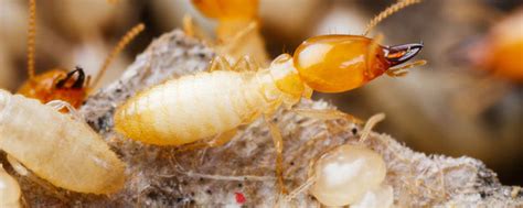 We use sentricon soil treatments and bait stations to kill termites at the source. Pest Control Services - Termite Control | Ledford's Pest ...