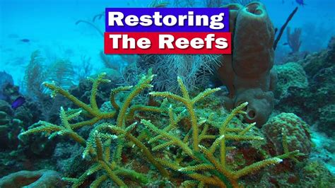 saving the reefs an educational adventure in coral restoration cayman eco divers foundation
