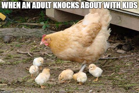 An Adult Who Hangs With Kids Is Called A Hen With Chicks Imgflip