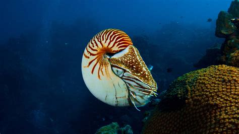 Five Marine Living Fossils You Should Know