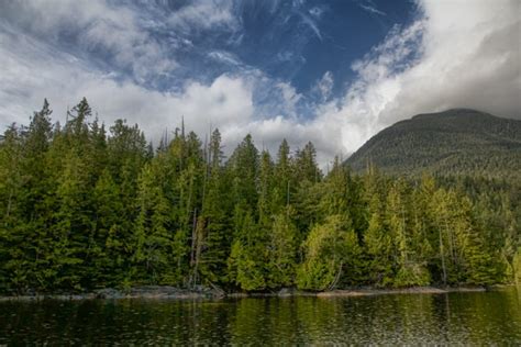 Visit The Great Bear Rainforest In Bc Canada