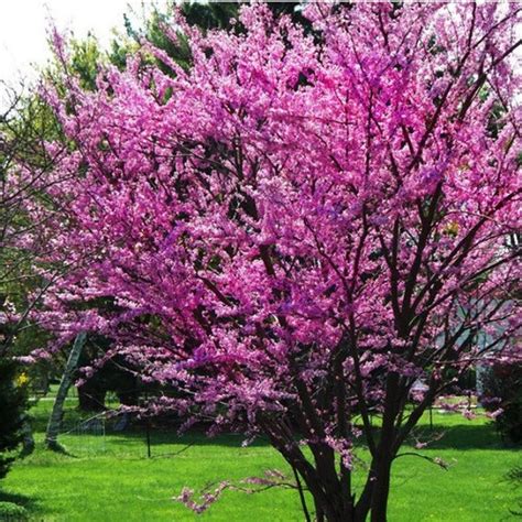 The Beautiful Flowering Redbud Tree