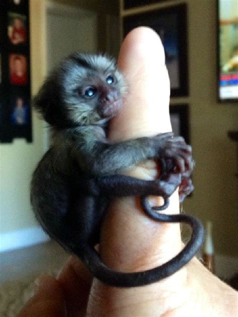 Baby Marmoset Monkeys For Sale Pet Monkey Marmoset Monkey Cute