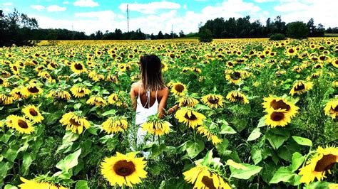 You Must Visit This Massive Sunflower Field In Ontario This Summer