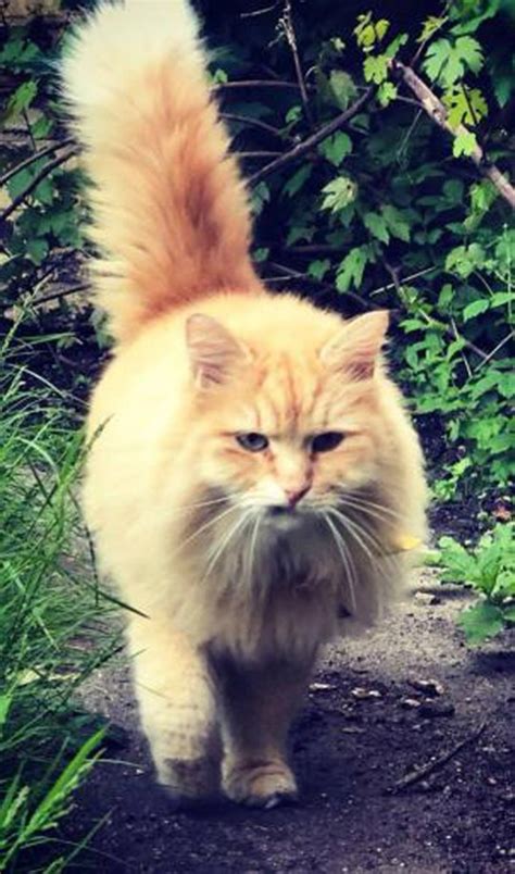 Mr Muk Siberian Forest Ginger Cat Stolen From Outside Owners Islington