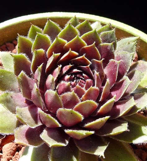 Red Heart Hens And Chicks Sempervivum Very Hardy Indoors Or Out 4