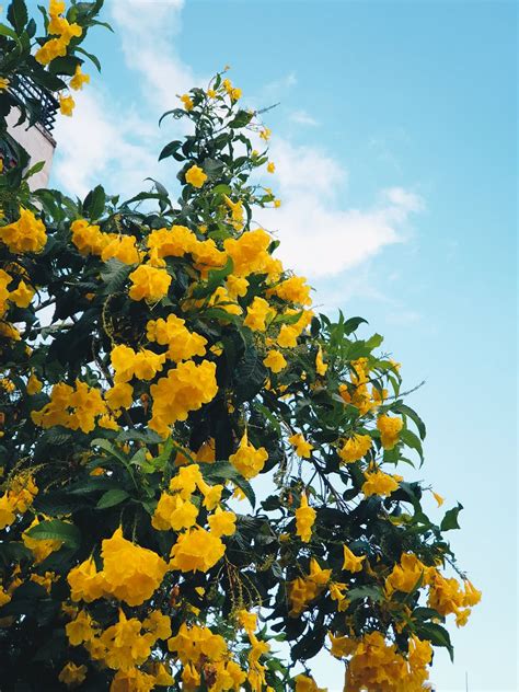 Yellow Flowering Tree · Free Stock Photo