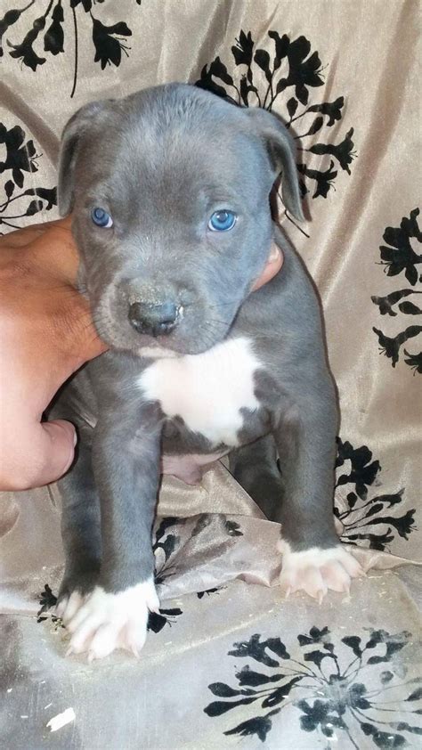 American Pit Bull Terrier Puppies For Sale Colorado Springs Co 193763