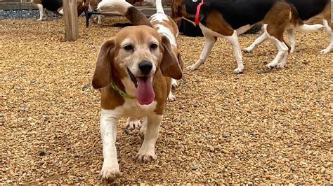 4000 Beagles Rescued By Humane Society And Other Rescue Groups From