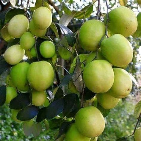 Bahan Traders Exclusive Green Apple Ber Thailand Variety Fruit Known As The Indian Jujube