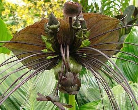 And if you have a potted plant you'd like to keep around, such as a gardenia plant or hydrangeas, make sure they're receiving the right. Tacca Chantrieri Green Isle - green bat flower seeds
