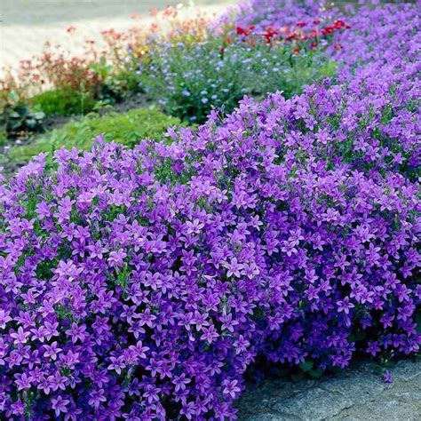 Campanula Portenschlagiana Blooms June To Sept Garden Shrubs