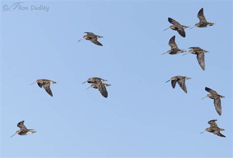 Wilsons Snipes A Photo Sampler Of My Best Day In The Field In A Very