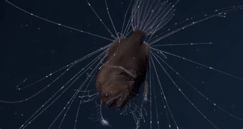 Email this post to a friend. Video of mating deep-sea anglerfish stuns biologists ...