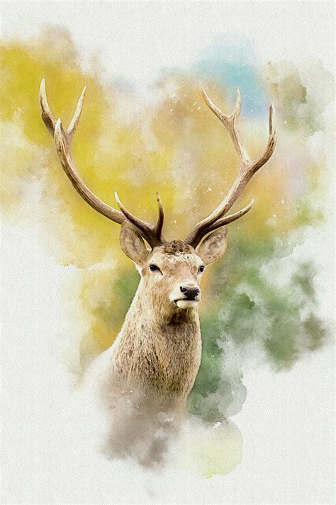 Stag In The Scottish Highlands Digital Art By David Tyrer Fine Art