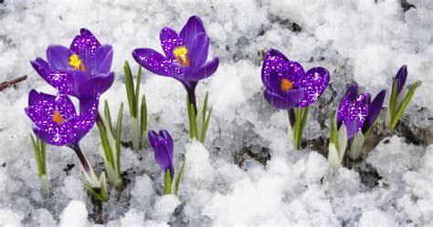 Image Result For Welcome Spring Winter Flowers Spring Flowers Purple Flowers