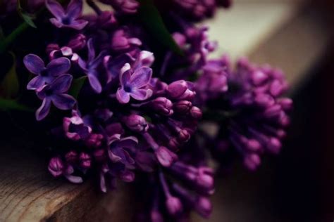 Lilac Floral Photography Deep Purplespringlilacsaubergineperiwinkle