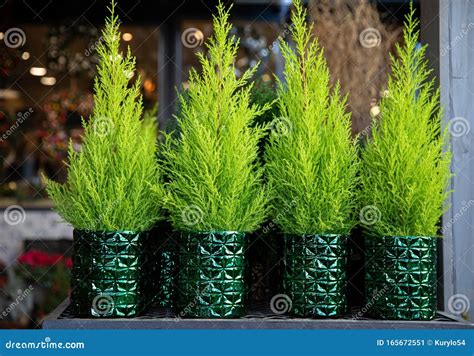 Row Of Four Evergreen Plants Cypress Or Lemon Cypress Trees In Pots