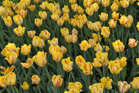 Yellow Tulips Free Stock Photo Public Domain Pictures