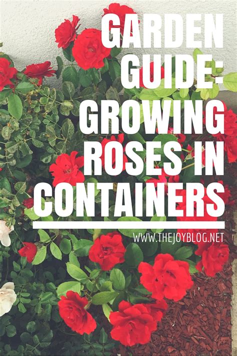 How To Grow Roses In Containers The Joy Blog