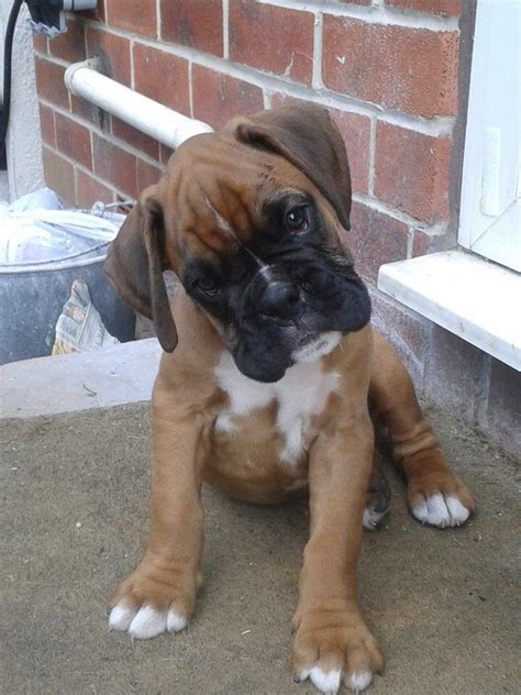 The 14 Cutest Boxer Puppies That Will Make Your Day Artofit