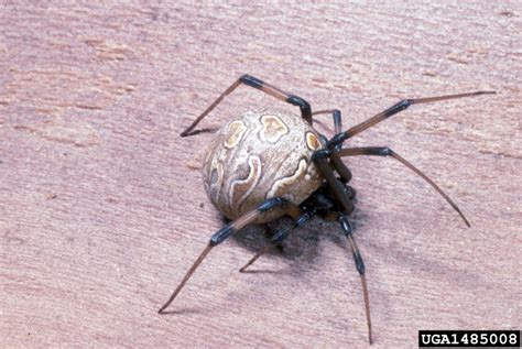 Brown Widow Spider Latrodectus Geometricus