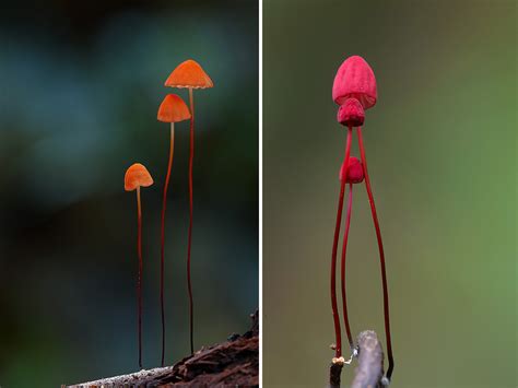 Stunning Beautiful Mushrooms And Fungi Photos By Photographer Steve