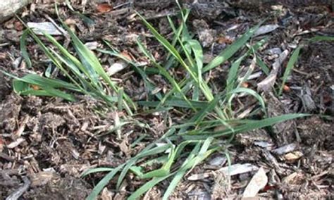 Texas Grass Weeds Identification