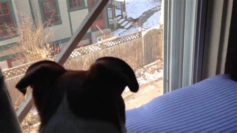 Neighbor Dog Calls His Owner Youtube