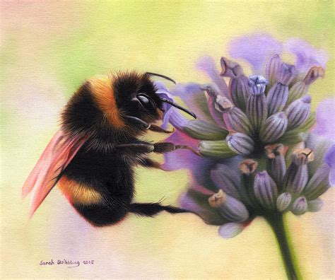 Bumble Bee On Lavender Painting By Sarah Stribbling