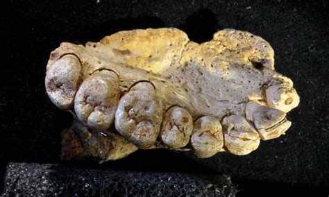 Paranormal Searchers Oldest Known Human Fossil Outside Africa