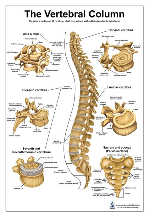 The Vertebral Column Spine Anatomical Poster Size 24Wx36T Amazon Com