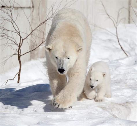 Baby Polar Bears Teddy Bears Polar Bear Images Animals And Pets