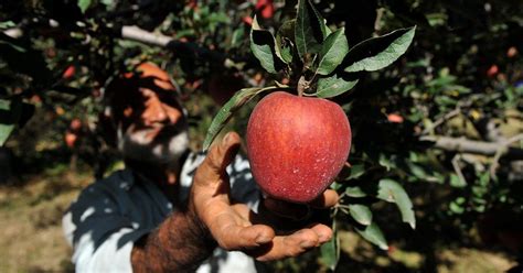 Whats The Latest Threat Facing The Kashmiri Apple