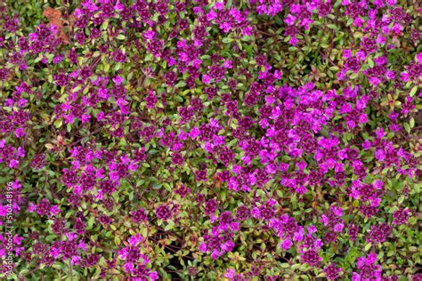 Red Creeping Thyme Thymus Serpyllum Coccineus Stock Photo Adobe Stock