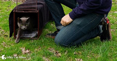 I told him i thought that maybe being near death allowed him to be more receptive to their presence and they knew that, which is why they were there. Alley Cat Allies | Why Trap-Neuter-Return Feral Cats? The ...