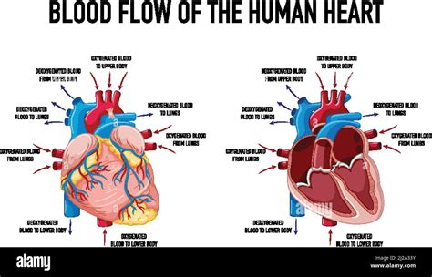 Diagrama Que Muestra El Flujo Sanguíneo De La Ilustración Del Corazón