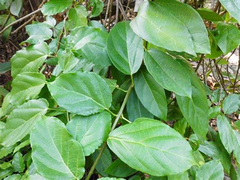 Cincau perdu memiliki nama ilmiah premna oblongifolia. Exotic Plants in Indonesia : Daun Cincau Hijau