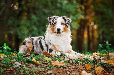 Australian Shepherd Great Pet Care