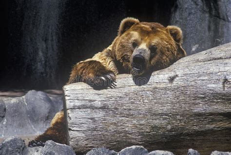 Alaskan Brown Bear San Diego Zoo Ca Ursus Arotos Gyas Stock Photos