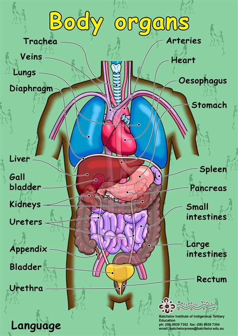 The male reproductive system is made up of internal (inside your body) and external (outside your body) parts. The Liver anatomy poster shows location of liver on the ...
