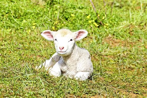 Newborn Lamb In The Meadow Stock Image Image Of Animal 18464263