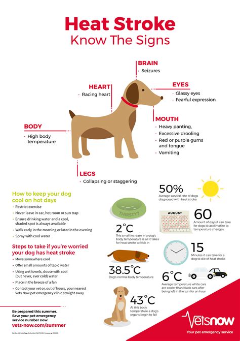 Why Is My Dog Panting And Restless Signs Of Heat Stroke Infographic