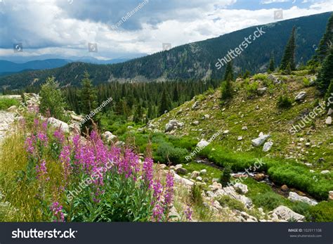 Colorado Mountain Landscape Summer Wild Flowers Stock