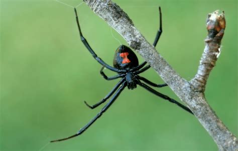 Identify And Get Rid Of Black Widow Spiders In Sacramento