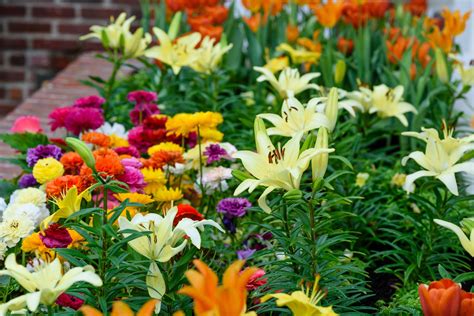 Spring Flowers Blooming At Phipps Conservatory